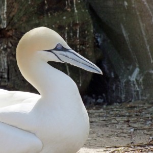 Image of a Northern Gannet