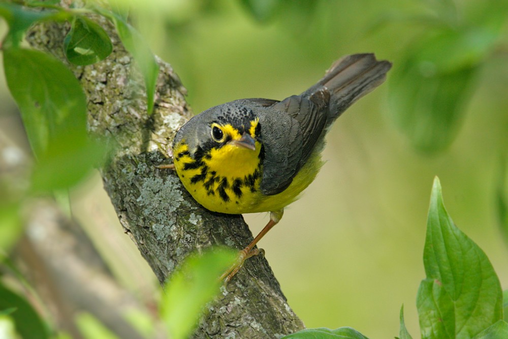 image of a warbler in a tree