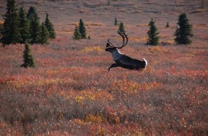 Image of a caribou