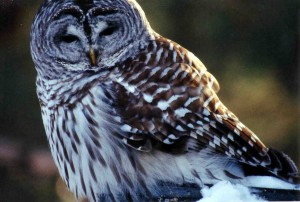 Image of a Barred Owl
