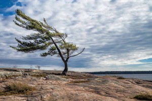picture of canadian landscape with windswept tree on boreal shield