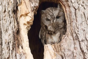 Eastern Screech Owl by Mike Norkum. CC BY ND 2.0