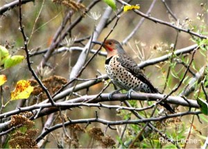 Image of a Northern Flicker