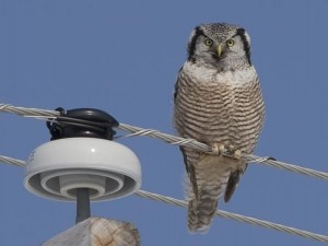Image of Northern Hawk Owl