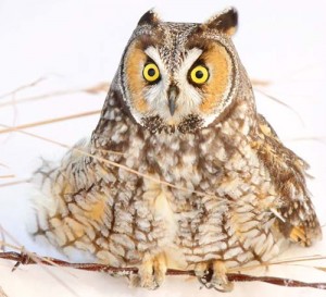 Image of a Long-Eared Owl