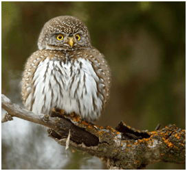 Image of a Pygmy Owl on a branck 