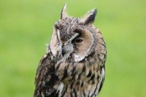 Image view of a Long eared Owl
