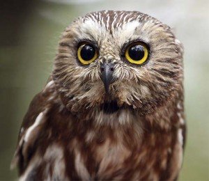 Image of a Northern Saw Whet Owl