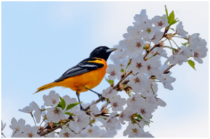 Image of a Baltimore Oriole on flowering tree branch