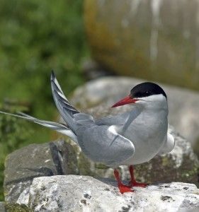 Photo of an Arctic Tern