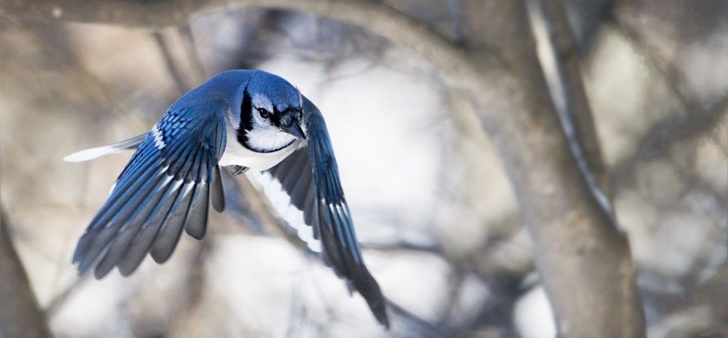 bird-team-spotlight-windsor-on-nature-canada