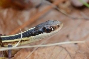 Eastern Ribbonsnake image in leaves