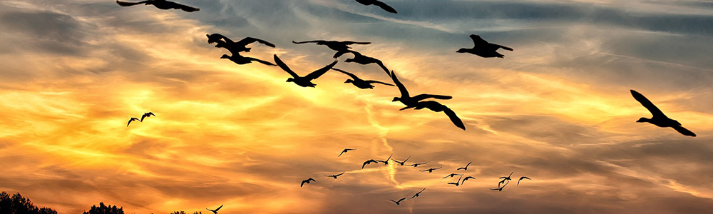 Image of birds flying