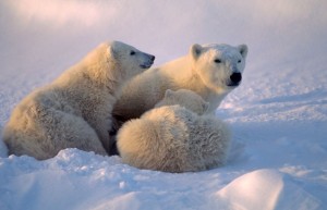 Image of a mother Polar Bear with cubs