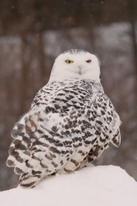 Image of a Snowy Owl