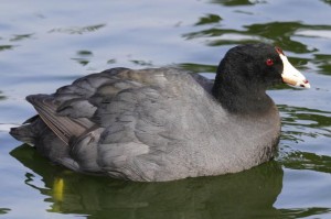 Image of an American Coot
