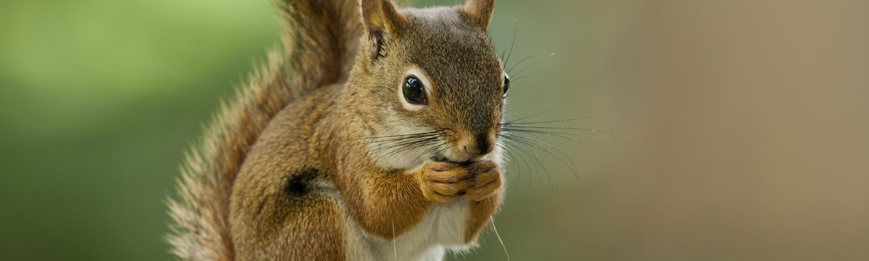 Image of a American Red Squirrel