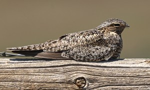 Image of a Common NIghthawk