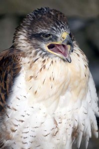 Image of a Ferruginous Hawk