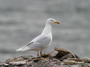 Image of a Glaucous Gull
