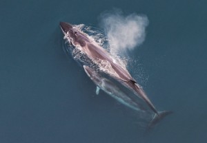 A photo of a Sei Whale mother and her calf