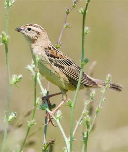 Image of a female Bobolink on a branch