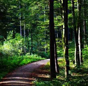 Image of a trail in the forest
