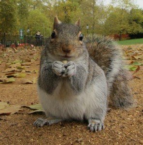 Eastern Grey Squirrel