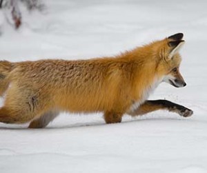 Image of a red fox