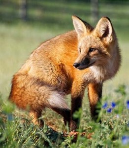 Image of a Red Fox