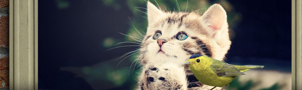A cute cat and bird staring at something in the distance