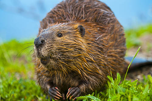 Image of a Beaver