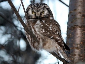Image of a Boreal Owl