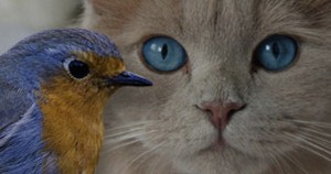 Cat and Bird