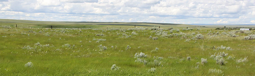 Image of Grasslands