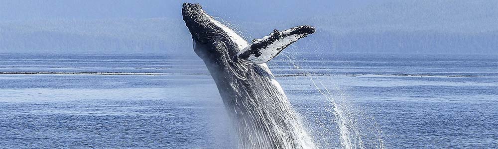 Image of a Humpback Whale jumping out of water