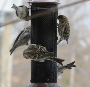 Image of birds at a feeder