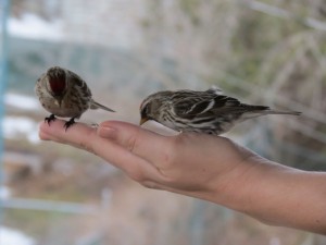 Image of birds eating out of a hand