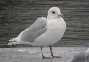Image of an Iceland Gull