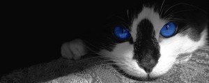 Cat with deep blue eyes