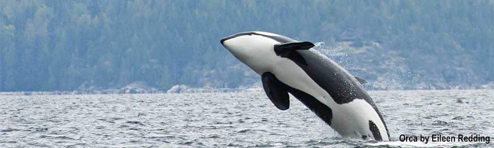 Image of an Orca