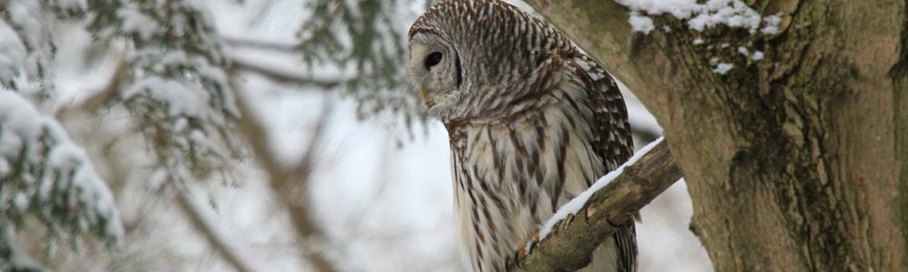 Image of a Barred Owl in a branch