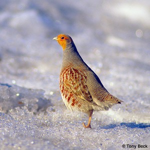 Image of a Gray Partridge