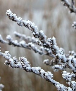 Image of a frosted branch