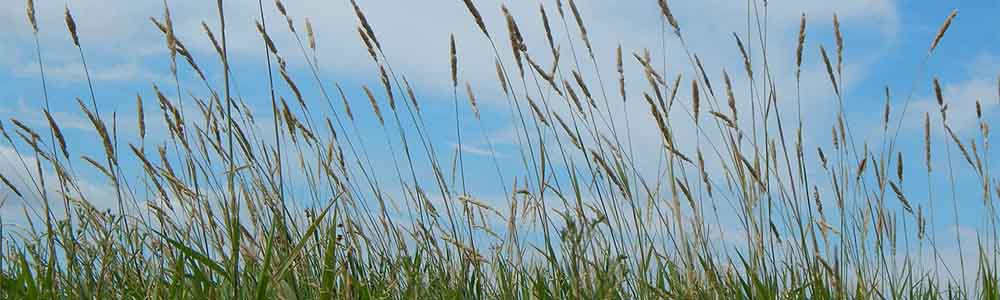 Image of prairie grasslands