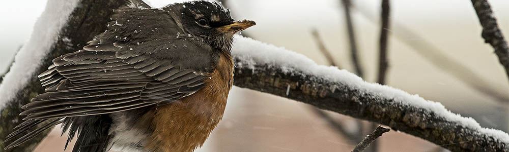 Image of a Robin in snow