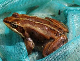 Image of a Wood Frog