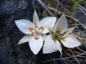 Image of the Lyall's Mariposa-lily