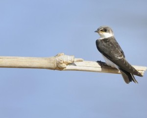 Image of a Bank Swallow