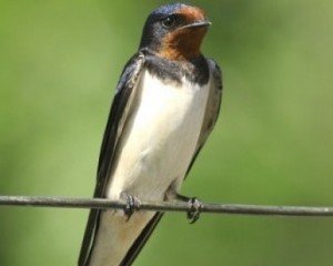 Image of Barn Swallow